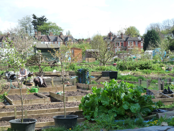 Gordon Road Allotments