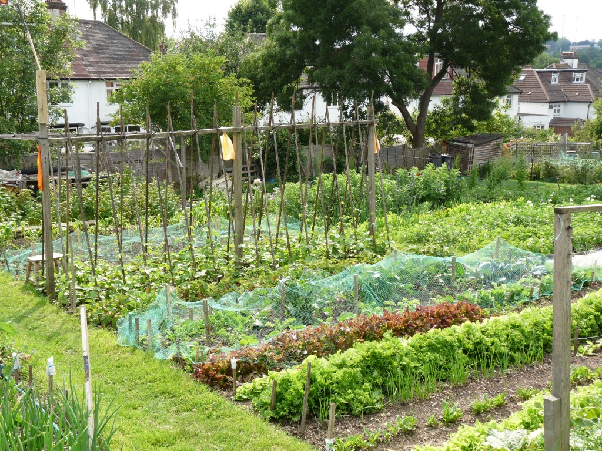 Nethercourt Avenue Allotments